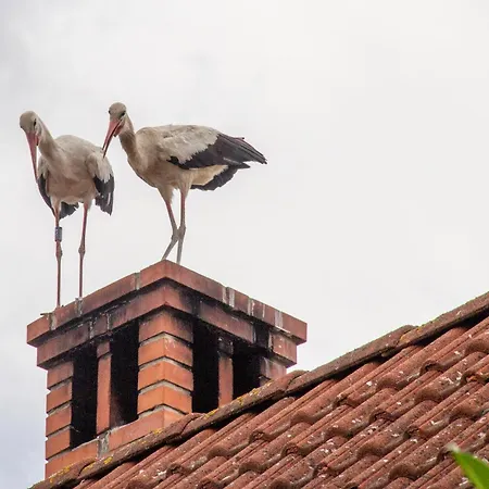 Duba Haz A Balaton-felvideken Feriehus